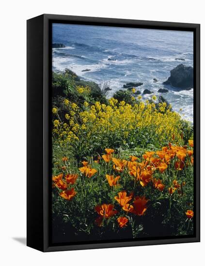 Poppies Along Coast CA USA-null-Framed Stretched Canvas