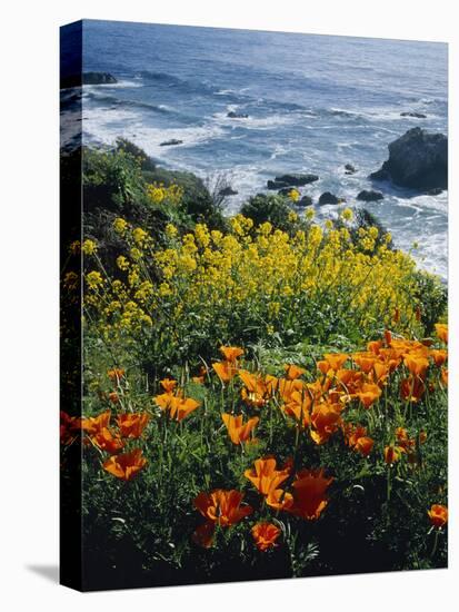 Poppies Along Coast CA USA-null-Stretched Canvas