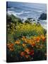 Poppies Along Coast CA USA-null-Stretched Canvas