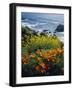 Poppies Along Coast CA USA-null-Framed Photographic Print