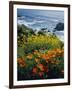 Poppies Along Coast CA USA-null-Framed Photographic Print