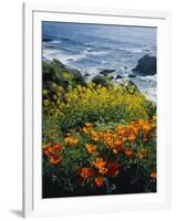 Poppies Along Coast CA USA-null-Framed Photographic Print