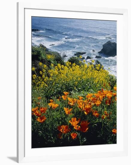 Poppies Along Coast CA USA-null-Framed Photographic Print
