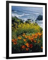 Poppies Along Coast CA USA-null-Framed Photographic Print