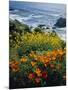 Poppies Along Coast CA USA-null-Mounted Photographic Print