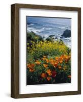 Poppies Along Coast CA USA-null-Framed Photographic Print