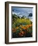 Poppies Along Coast CA USA-null-Framed Photographic Print