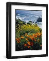 Poppies Along Coast CA USA-null-Framed Photographic Print