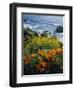 Poppies Along Coast CA USA-null-Framed Photographic Print