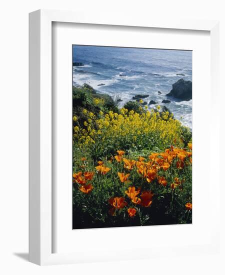 Poppies Along Coast CA USA-null-Framed Photographic Print