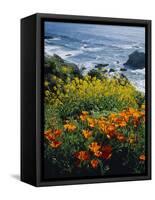 Poppies Along Coast CA USA-null-Framed Stretched Canvas