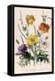 Poppies and Anemones, Plate 5 from "The Ladies" Flower Garden", Published 1842-Jane W. Loudon-Framed Stretched Canvas