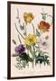 Poppies and Anemones, Plate 5 from "The Ladies" Flower Garden", Published 1842-Jane W. Loudon-Framed Giclee Print