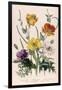 Poppies and Anemones, Plate 5 from "The Ladies" Flower Garden", Published 1842-Jane W. Loudon-Framed Giclee Print