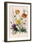 Poppies and Anemones, Plate 5 from "The Ladies" Flower Garden", Published 1842-Jane W. Loudon-Framed Giclee Print