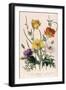 Poppies and Anemones, Plate 5 from "The Ladies" Flower Garden", Published 1842-Jane W. Loudon-Framed Giclee Print