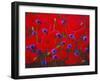 Poppies and Batchelor Buttons-John Newcomb-Framed Giclee Print