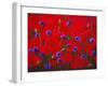 Poppies and Batchelor Buttons-John Newcomb-Framed Giclee Print