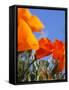 Poppies and Blue Sky, Antelope Valley Near Lancaster, California, Usa-Jamie & Judy Wild-Framed Stretched Canvas