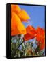 Poppies and Blue Sky, Antelope Valley Near Lancaster, California, Usa-Jamie & Judy Wild-Framed Stretched Canvas