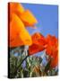 Poppies and Blue Sky, Antelope Valley Near Lancaster, California, Usa-Jamie & Judy Wild-Stretched Canvas