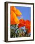 Poppies and Blue Sky, Antelope Valley Near Lancaster, California, Usa-Jamie & Judy Wild-Framed Photographic Print