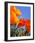 Poppies and Blue Sky, Antelope Valley Near Lancaster, California, Usa-Jamie & Judy Wild-Framed Photographic Print