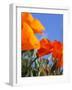 Poppies and Blue Sky, Antelope Valley Near Lancaster, California, Usa-Jamie & Judy Wild-Framed Photographic Print