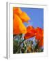 Poppies and Blue Sky, Antelope Valley Near Lancaster, California, Usa-Jamie & Judy Wild-Framed Photographic Print