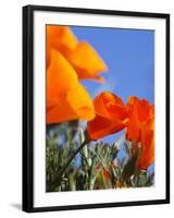 Poppies and Blue Sky, Antelope Valley Near Lancaster, California, Usa-Jamie & Judy Wild-Framed Photographic Print