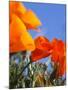 Poppies and Blue Sky, Antelope Valley Near Lancaster, California, Usa-Jamie & Judy Wild-Mounted Photographic Print