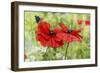 Poppies And Butterfly-Bill Makinson-Framed Giclee Print