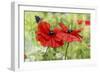 Poppies And Butterfly-Bill Makinson-Framed Giclee Print