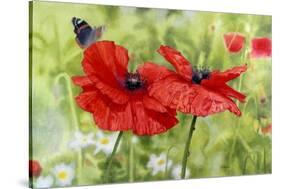 Poppies And Butterfly-Bill Makinson-Stretched Canvas