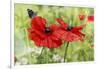 Poppies And Butterfly-Bill Makinson-Framed Giclee Print