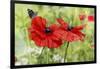 Poppies And Butterfly-Bill Makinson-Framed Giclee Print