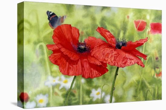 Poppies And Butterfly-Bill Makinson-Stretched Canvas