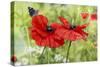 Poppies And Butterfly-Bill Makinson-Stretched Canvas