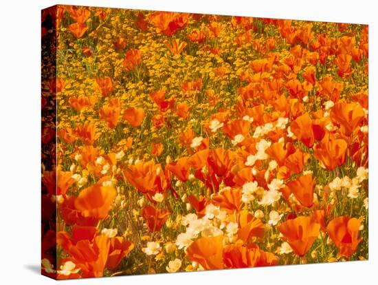 Poppies and Cream Cups, Antelope Valley, California, USA-Terry Eggers-Stretched Canvas