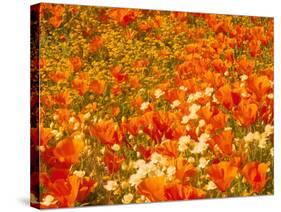 Poppies and Cream Cups, Antelope Valley, California, USA-Terry Eggers-Stretched Canvas