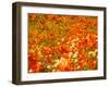 Poppies and Cream Cups, Antelope Valley, California, USA-Terry Eggers-Framed Premium Photographic Print