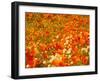 Poppies and Cream Cups, Antelope Valley, California, USA-Terry Eggers-Framed Premium Photographic Print