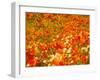 Poppies and Cream Cups, Antelope Valley, California, USA-Terry Eggers-Framed Premium Photographic Print