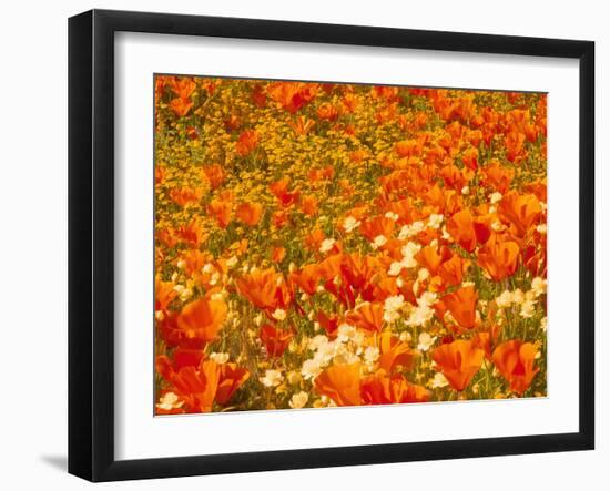 Poppies and Cream Cups, Antelope Valley, California, USA-Terry Eggers-Framed Photographic Print