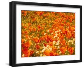 Poppies and Cream Cups, Antelope Valley, California, USA-Terry Eggers-Framed Photographic Print