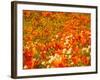 Poppies and Cream Cups, Antelope Valley, California, USA-Terry Eggers-Framed Photographic Print