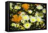 Poppies and Daisies-Janice Sullivan-Framed Stretched Canvas