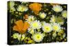 Poppies and Daisies-Janice Sullivan-Stretched Canvas