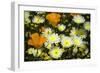 Poppies and Daisies-Janice Sullivan-Framed Giclee Print