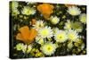 Poppies and Daisies-Janice Sullivan-Stretched Canvas